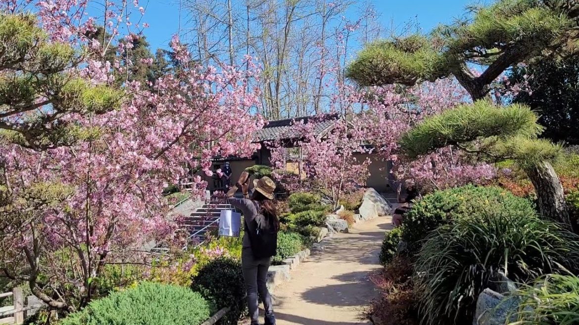 Cherry blossom walking tour of the Japanese Garden at the Huntington Library in Los Angeles CA
