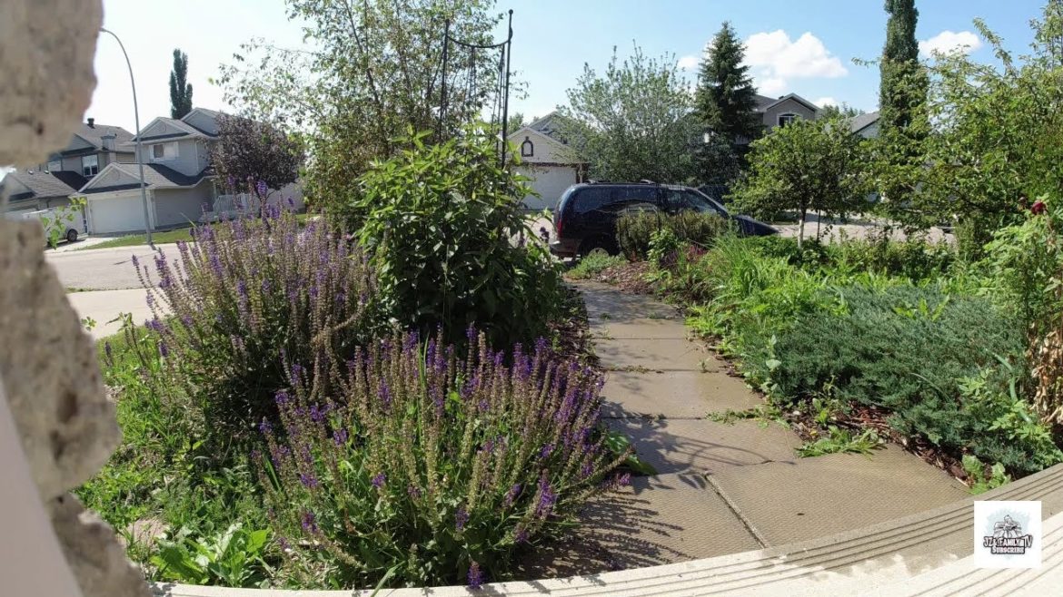 Watering front yard garden.