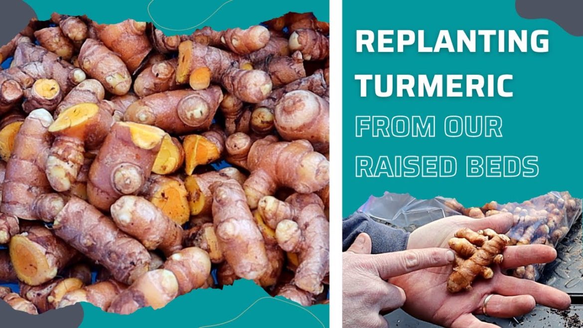 How to Grow and Multiply Turmeric in the Backyard Garden How to Grow and Multiply Turmeric in the Backyard Garden