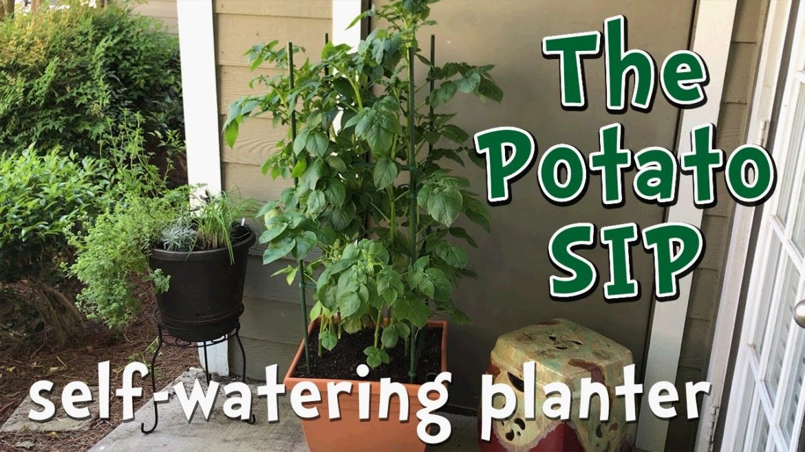 Self watering potato container garden DIY – modified sub-irrigated planter Self watering potato container garden DIY - modified sub-irrigated planter
