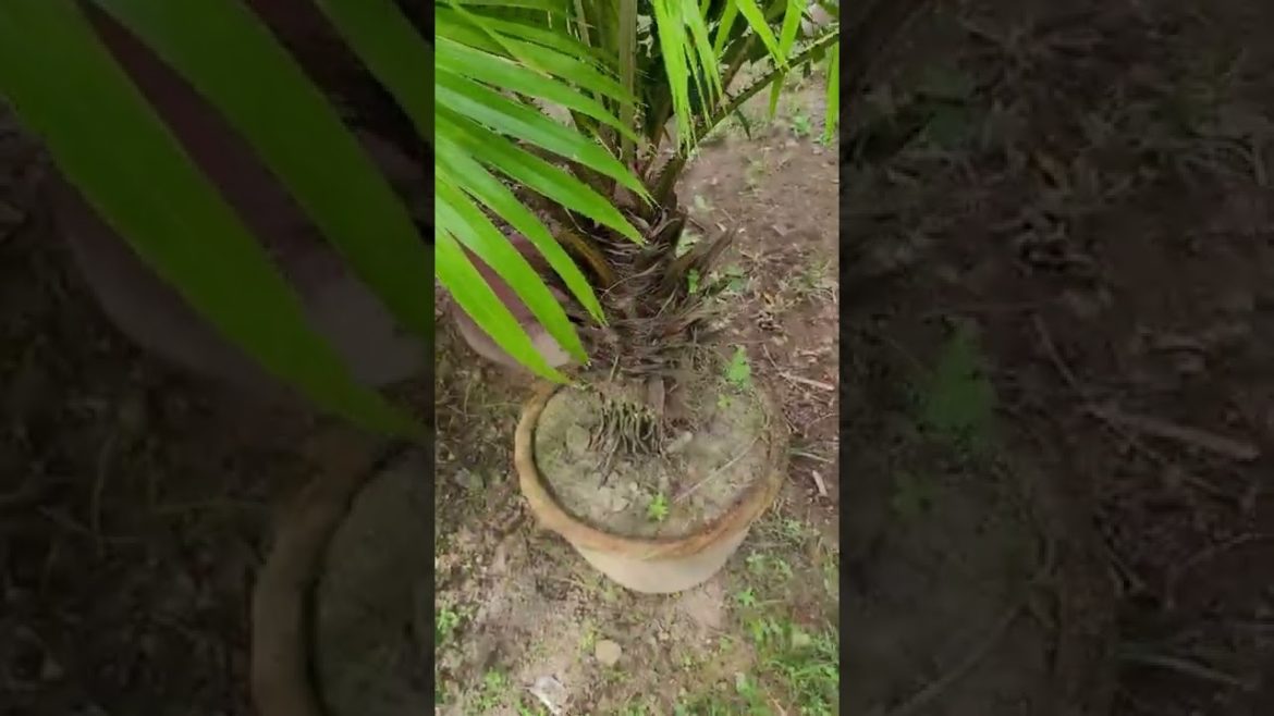 Perfect Tree for Your Home Garden - Garden Design #5
