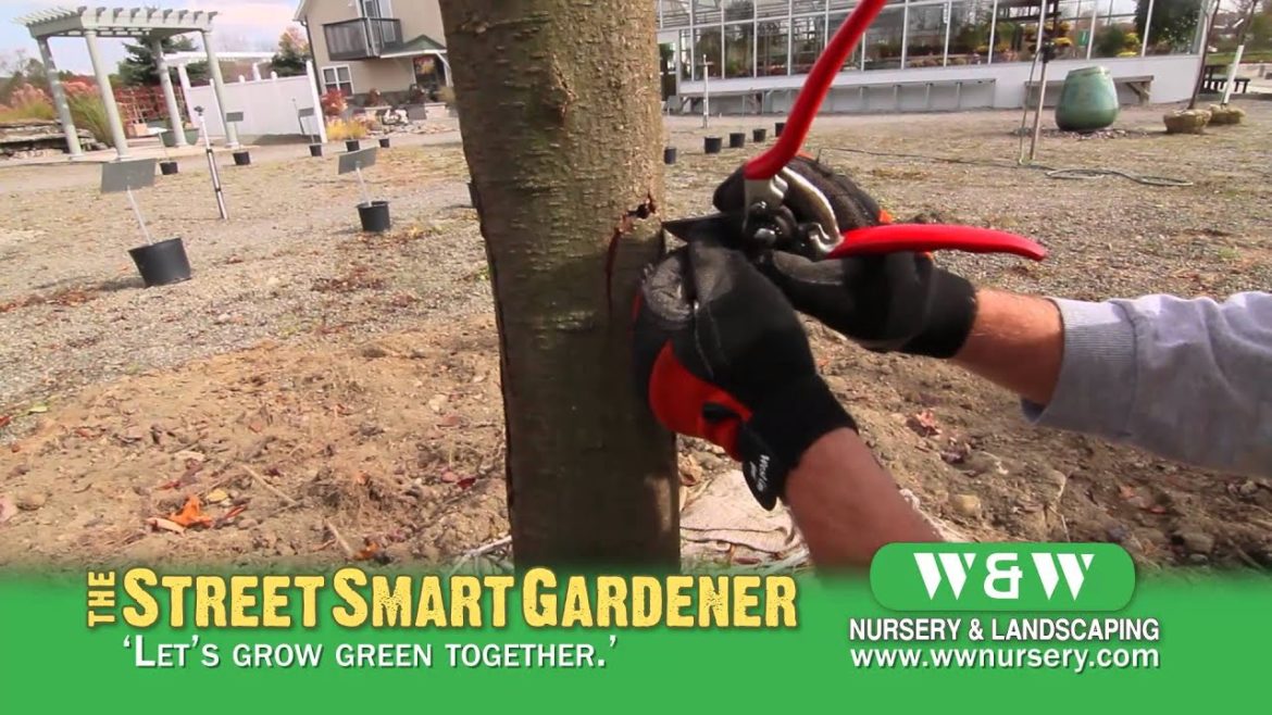 Healing a Tree Wound – The Street Smart Gardener Healing a Tree Wound - The Street Smart Gardener