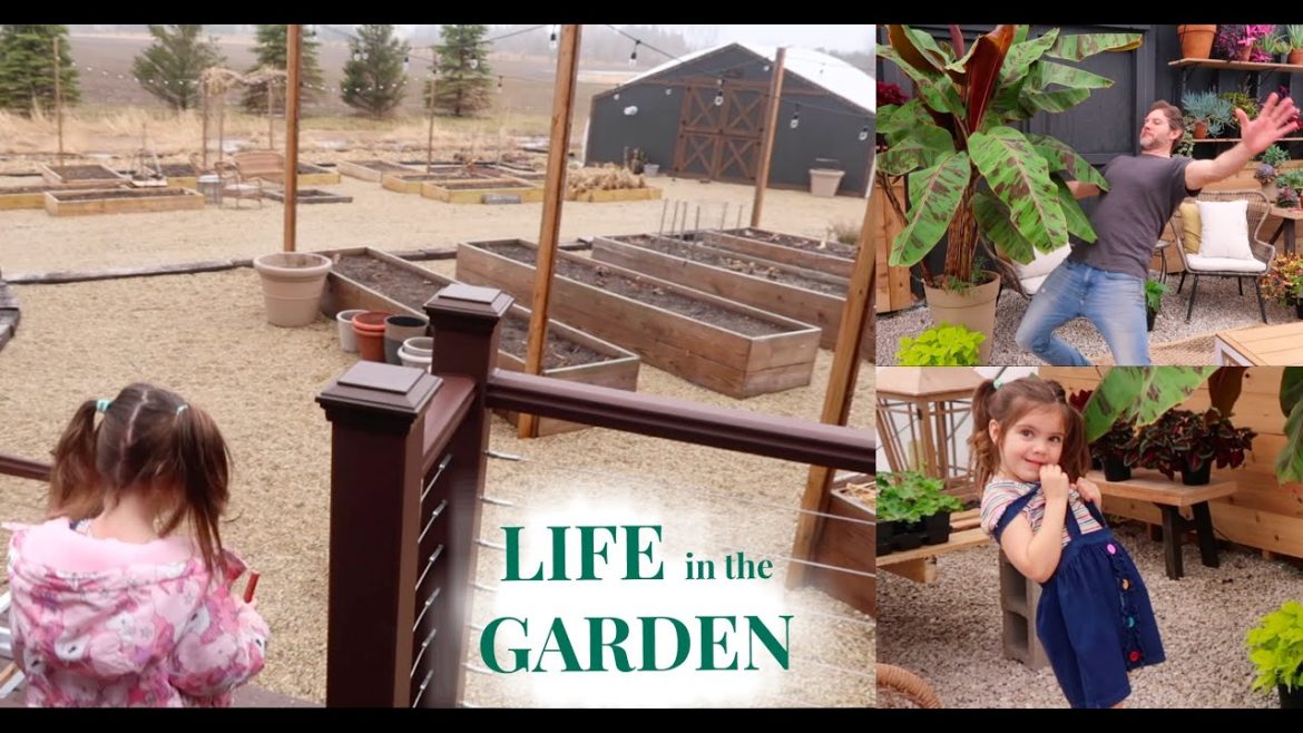 Eating Tomatoes | Greenhouse Limbo | Mealy Bugs | Property Plans//Garden Vlog //Garden Farm