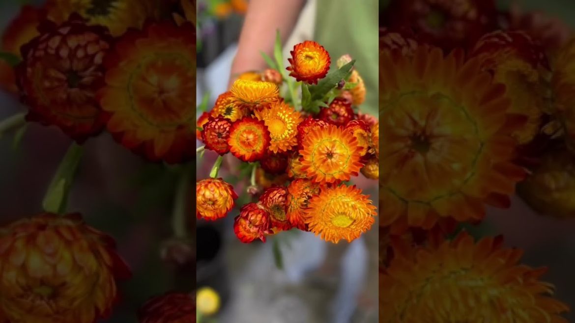Cool Flowers 2022. Can’t wait for 2023. Planting lots now. Cool Flowers 2022. Can’t wait for 2023. Planting lots now.