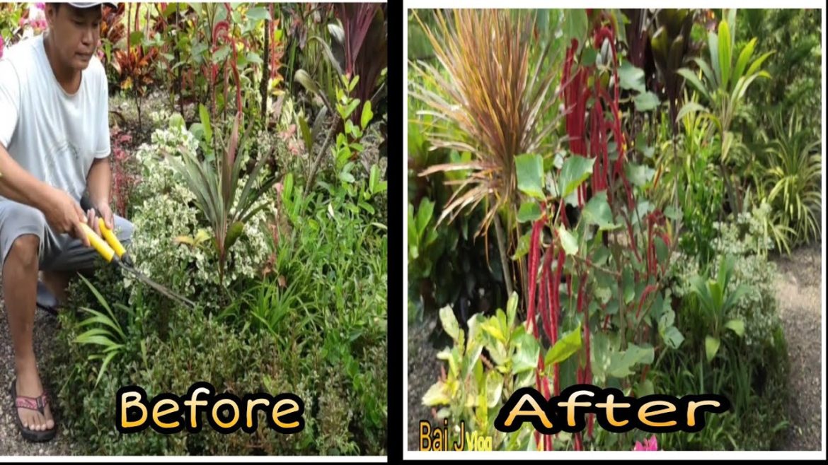 Nag-gupit, naglinis, at nagpaganda sa mga napabayaang halaman/Garden design and ideas