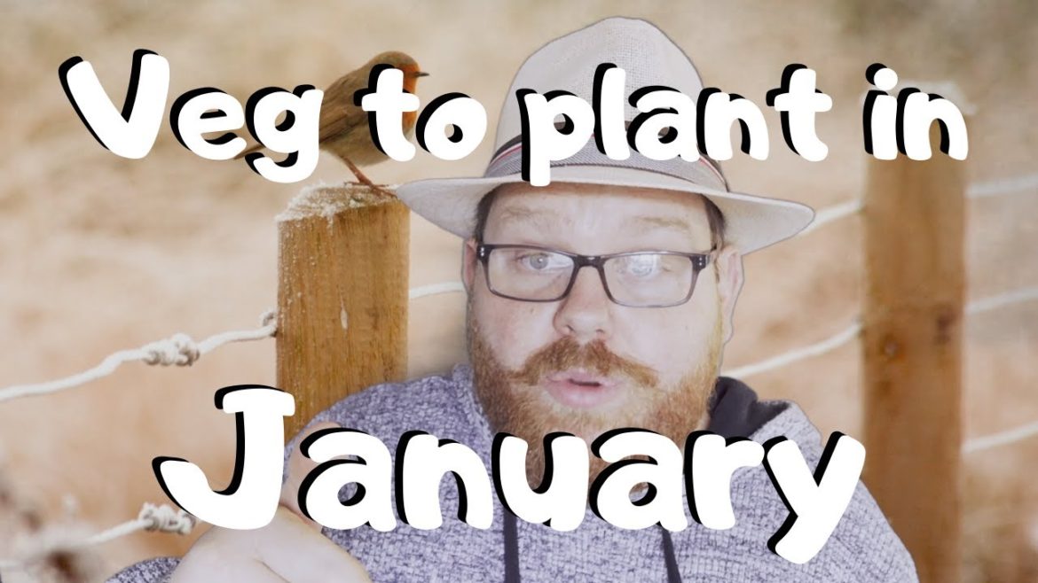What to plant in January – Seeds to sow – Gardening ideas – vegetable gardening What to plant in January - Seeds to sow - Gardening ideas - vegetable gardening