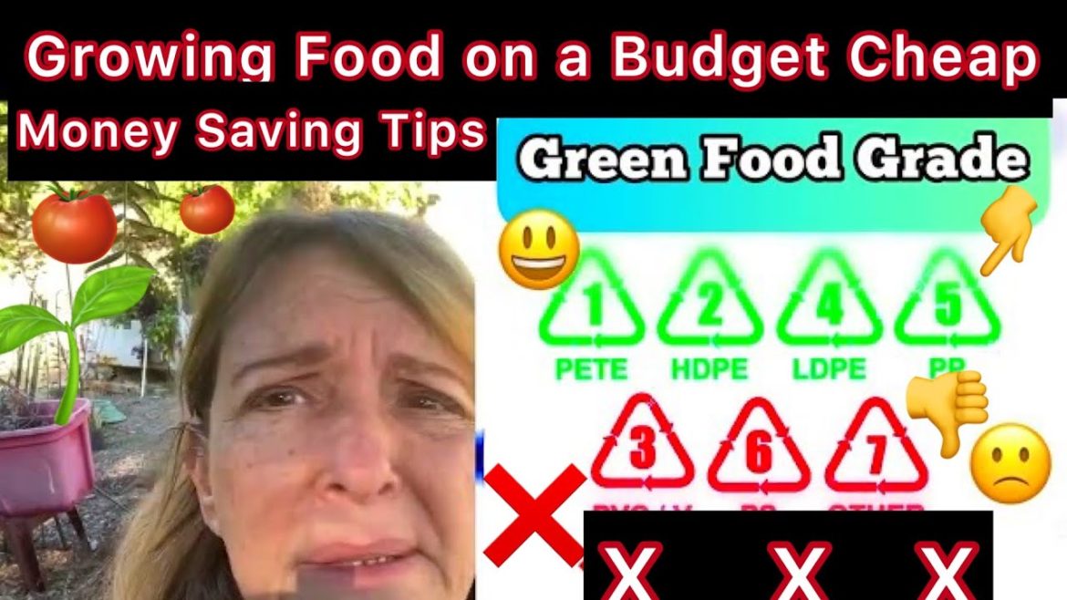 Container Gardening Tricks to Save Money & Garden on a Budget to Grow Tons of Food in Raised Bed