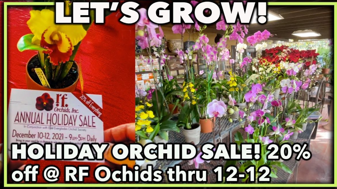HOLIDAY ORCHID SALE ! RF Orchids has a 20% everything sale going on through 21-12! Hurry Hurry ! HOLIDAY ORCHID SALE ! RF Orchids has a 20% everything sale going on through 21-12! Hurry Hurry !