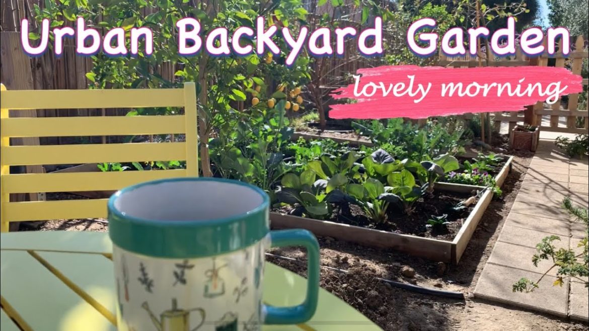 A Relaxing Morning In Our Urban Edible Backyard Garden #shorts A Relaxing Morning In Our Urban Edible Backyard Garden #shorts