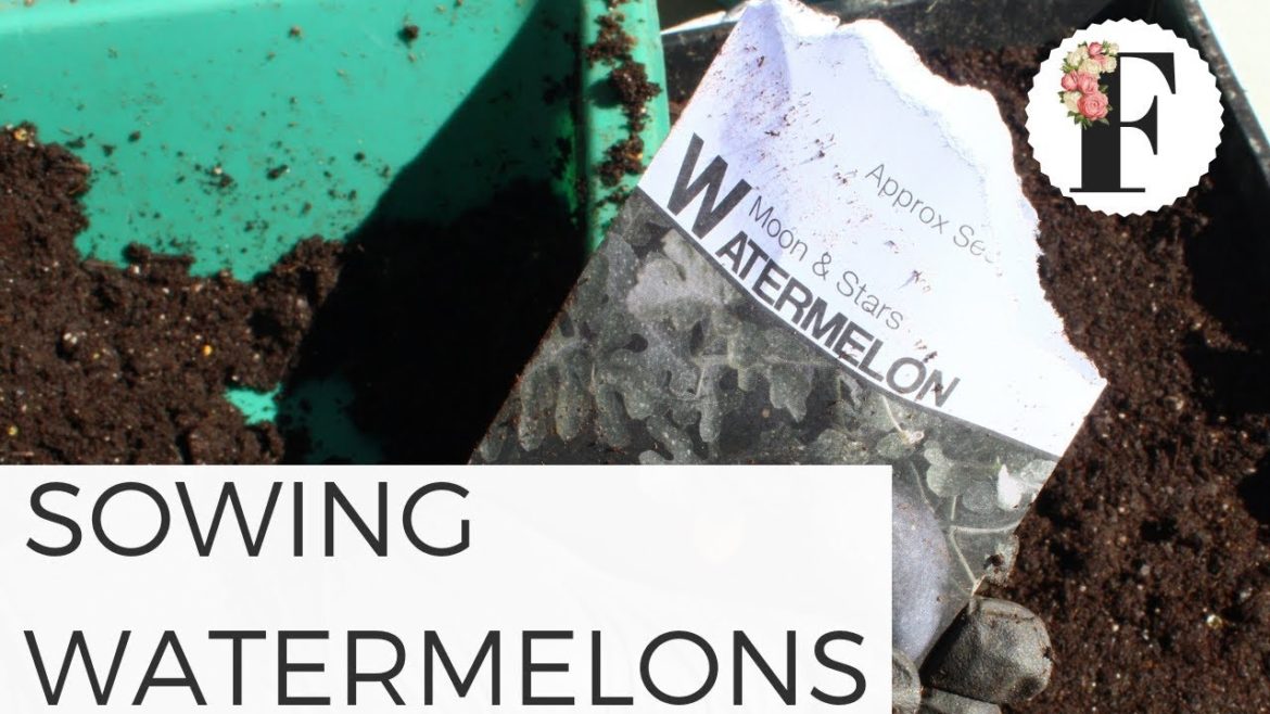 Sowing Watermelon Seeds in Unheated Greenhouse - Seed Starting for Beginners Vegetable Gardening
