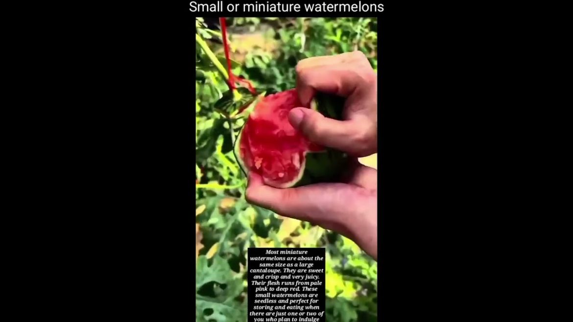 Small or miniature watermelons#shorts