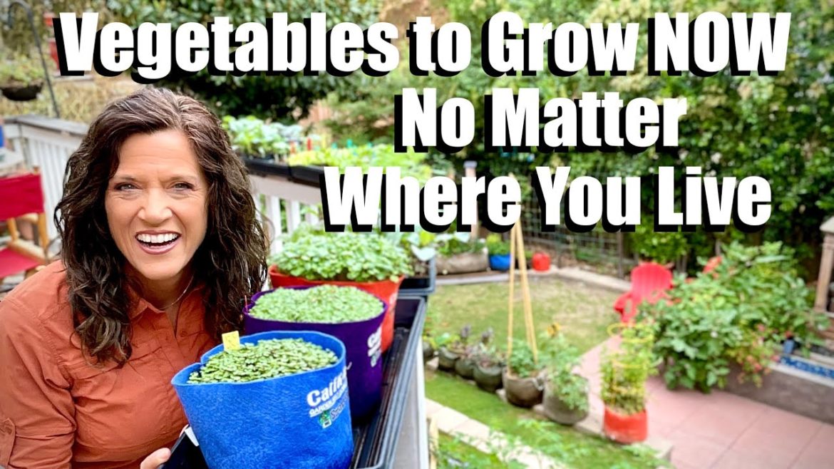 CaliKim: Vegetables to Grow NOW (in Fall/Winter) No Matter Where You Live 🍁🌱❄️ Vegetables to Grow NOW (in Fall/Winter) No Matter Where You Live 🍁🌱❄️