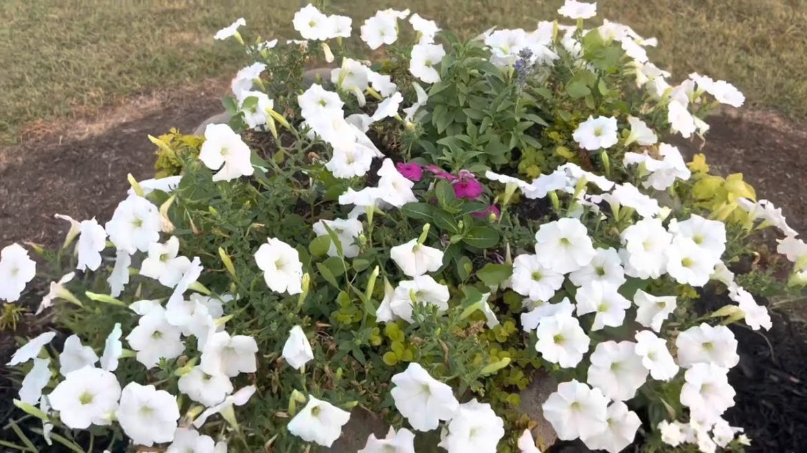 July Container Garden Tour 🪴| 2022 Wendi’s Garden
