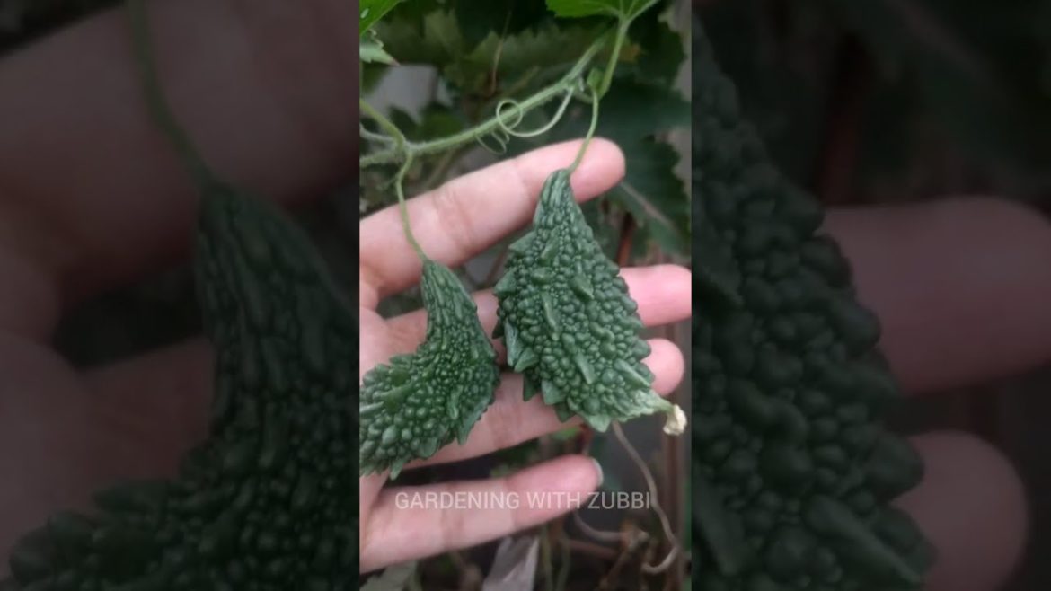 Grow Bitter Melon On Terrace In Used Basket, Gardening Tips,Gardening With Zubbi #gardening #shorts