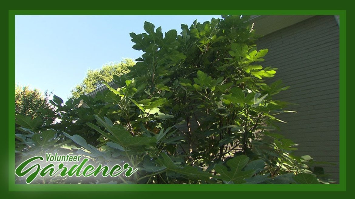 Fig Trees: Ornamental and Edible | Volunteer Gardener