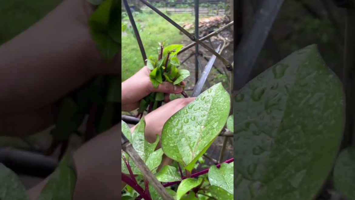 lets pick vegetables in the rain #shorts