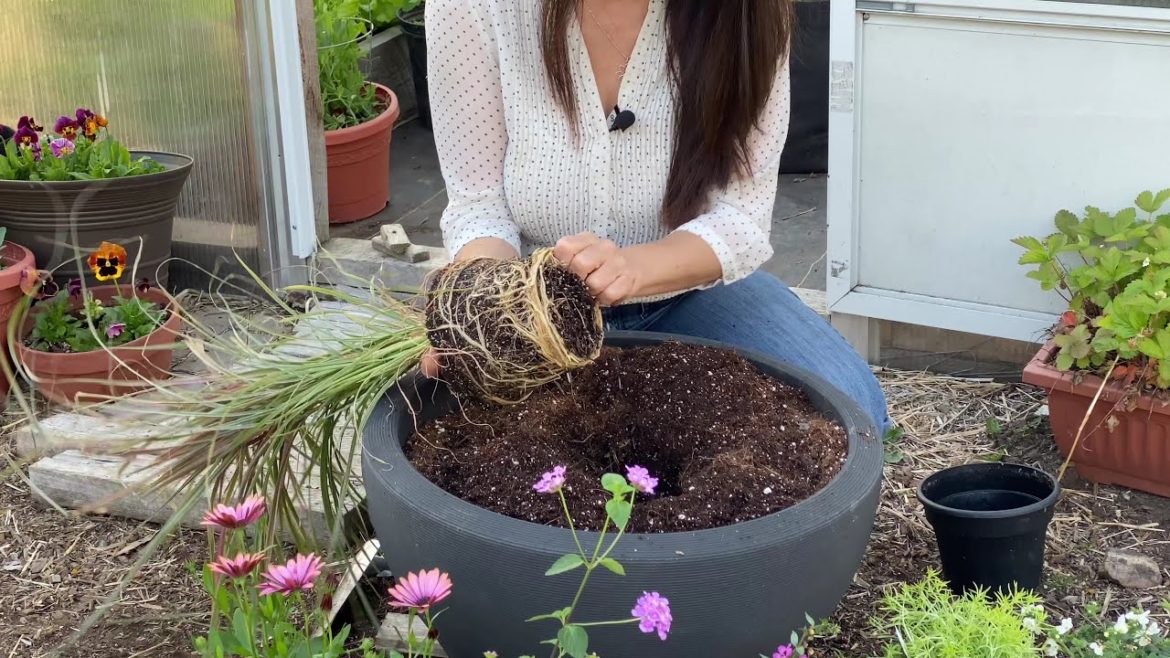 Container Gardening 101/ L’ABC de la culture en pot