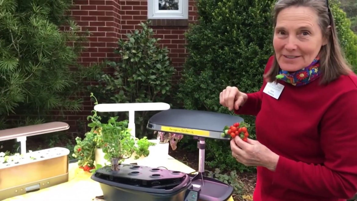 Aeroponics: gardening simple systems for your home Aeroponics: gardening simple systems for your home