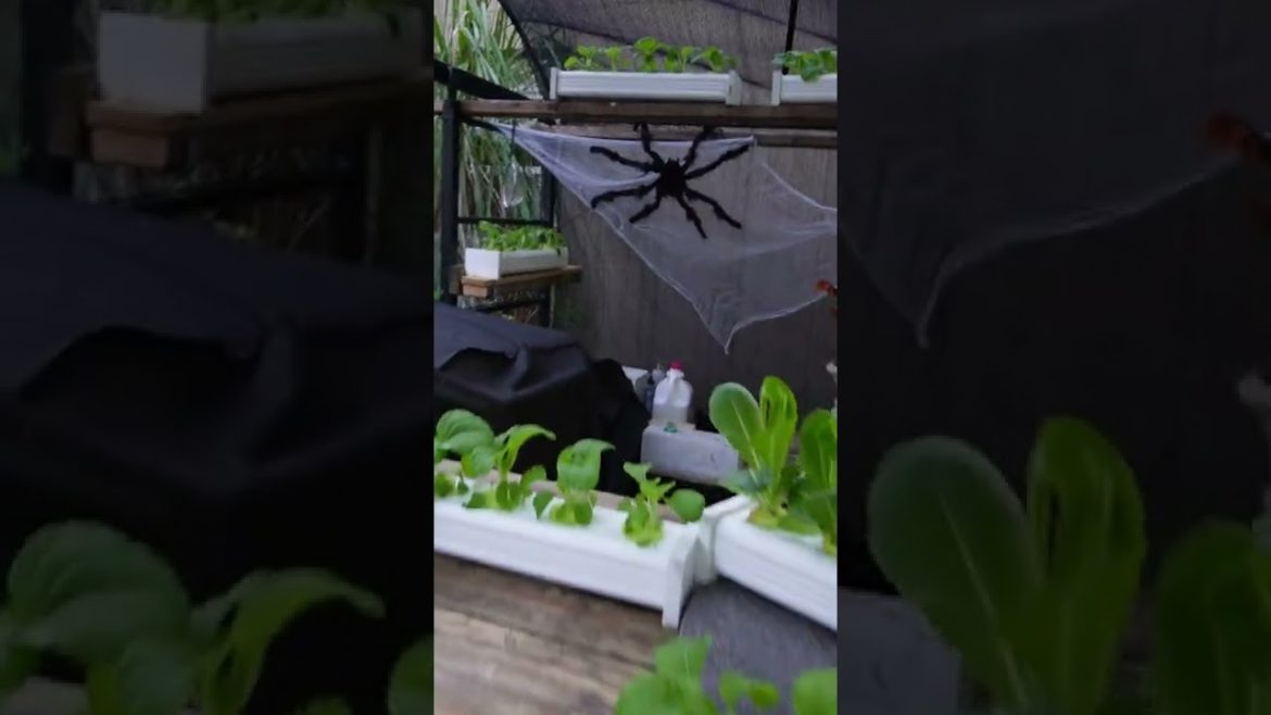 Benefits of a Gutter Garden (Downspout) Hydroponics Benefits of a Gutter Garden (Downspout) Hydroponics