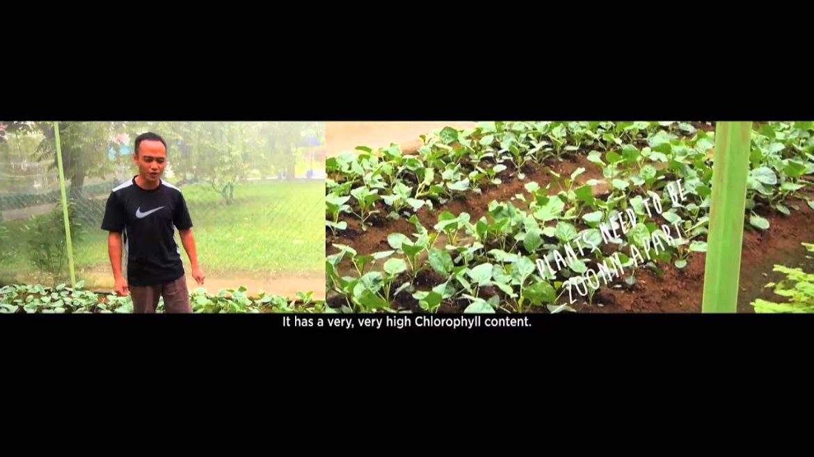 From garden city to edible city: Bjorn Low & Calvin Soh at TEDxSingaporeManagementuniversity