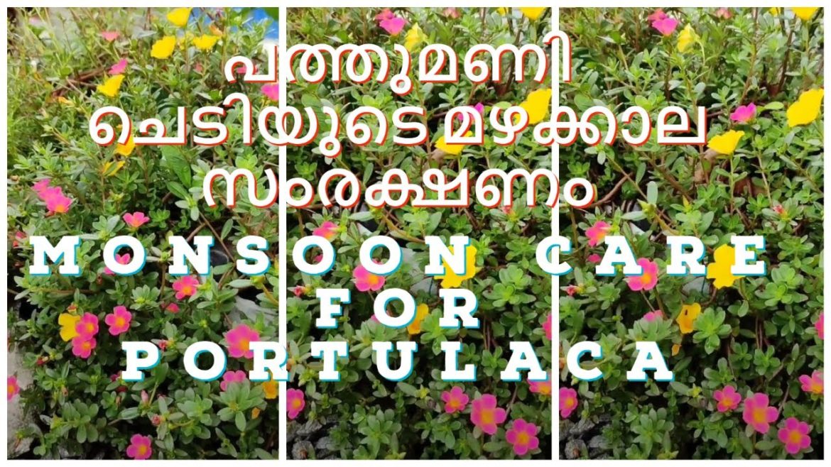 Monsoon Care for Portulaca/Moss rose/ Table rose | Home garden tips