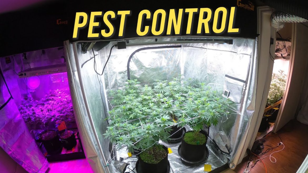 PEST CONTROL FOR BEGINNER GARDENERS: Prevent Unwanted Bugs PEST CONTROL FOR BEGINNER GARDENERS: Prevent Unwanted Bugs