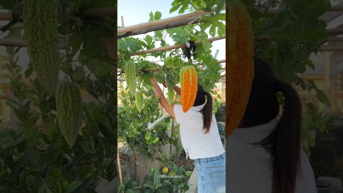 Beautiful Nature with Rural Life #shorts #naturalife #rurallife