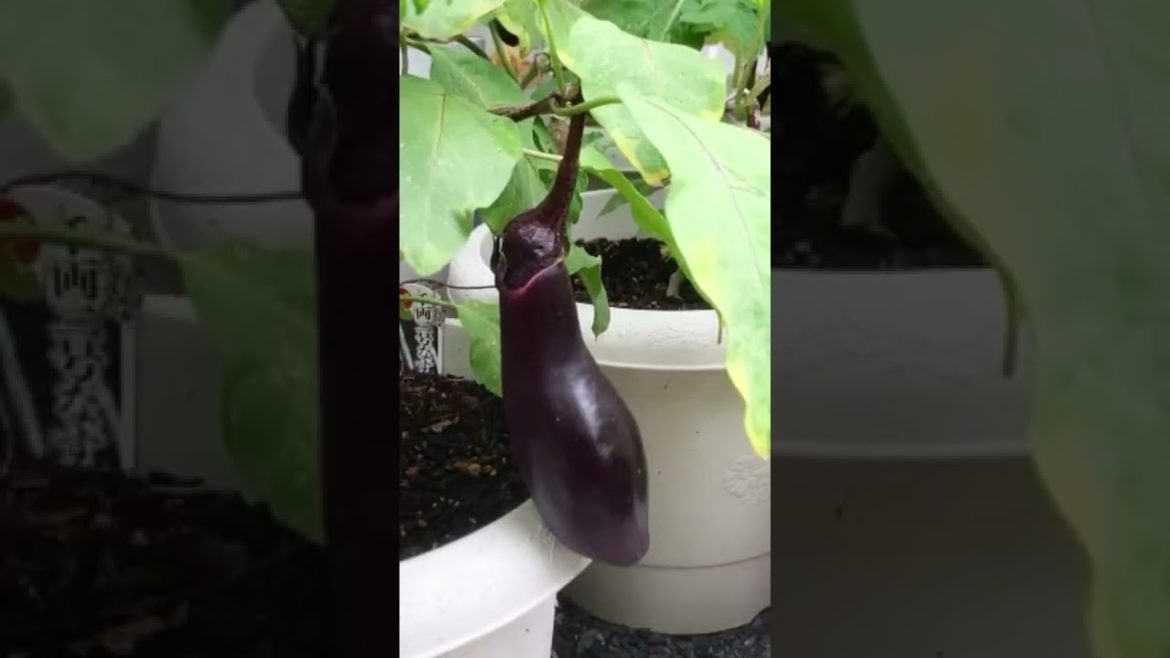 Amazing Harvest of Eggplants on a Container Garden🍆😍#shorts #youtubeshorts #shortvideo #gardening