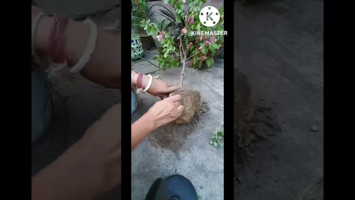 Bougainvillea plant repotting. bougainvillea tips#youtubeshorts #gardening#shorts #bogainvillea