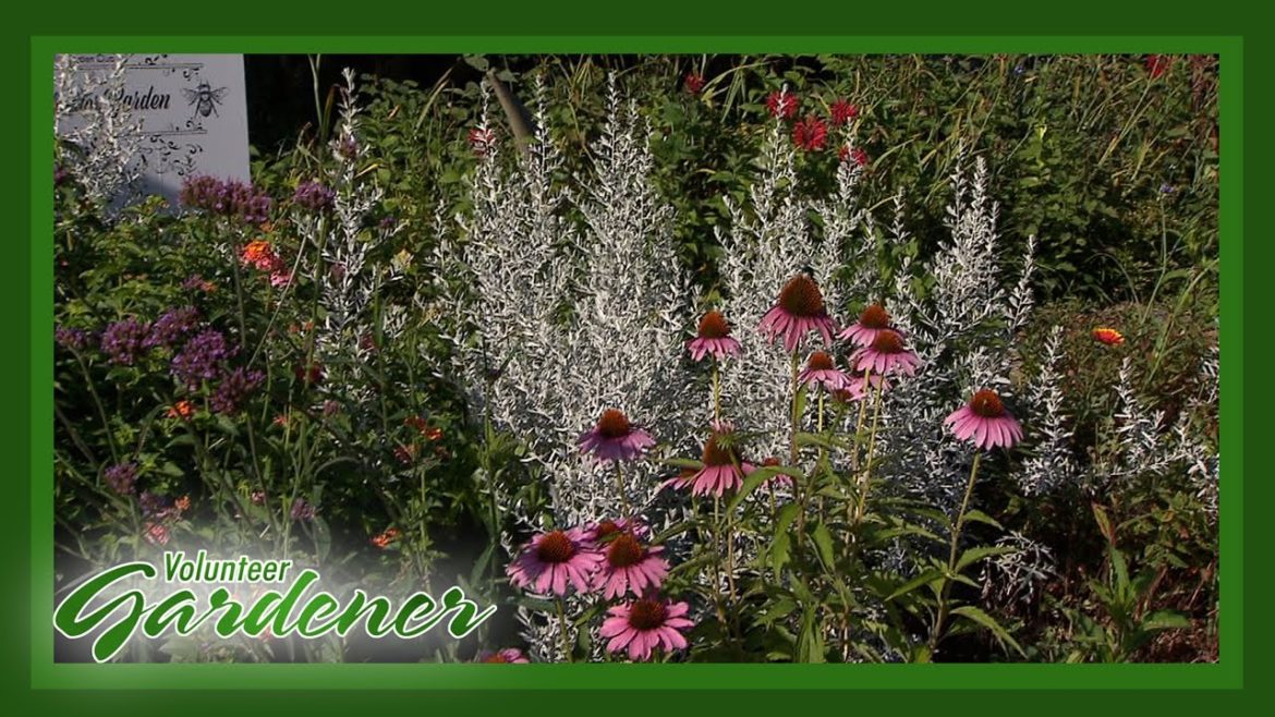 Pollinator Garden for an Urban Front Yard| Volunteer Gardener Pollinator Garden for an Urban Front Yard| Volunteer Gardener