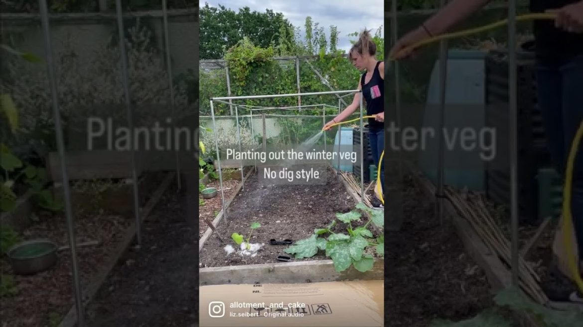 Planting out my winter veggies no-dig style Planting out my winter veggies no-dig style