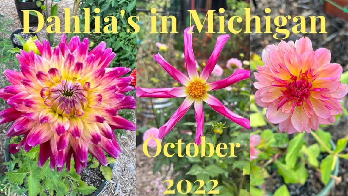 Dahlias October 2022 // Gardening at the Simongetti North