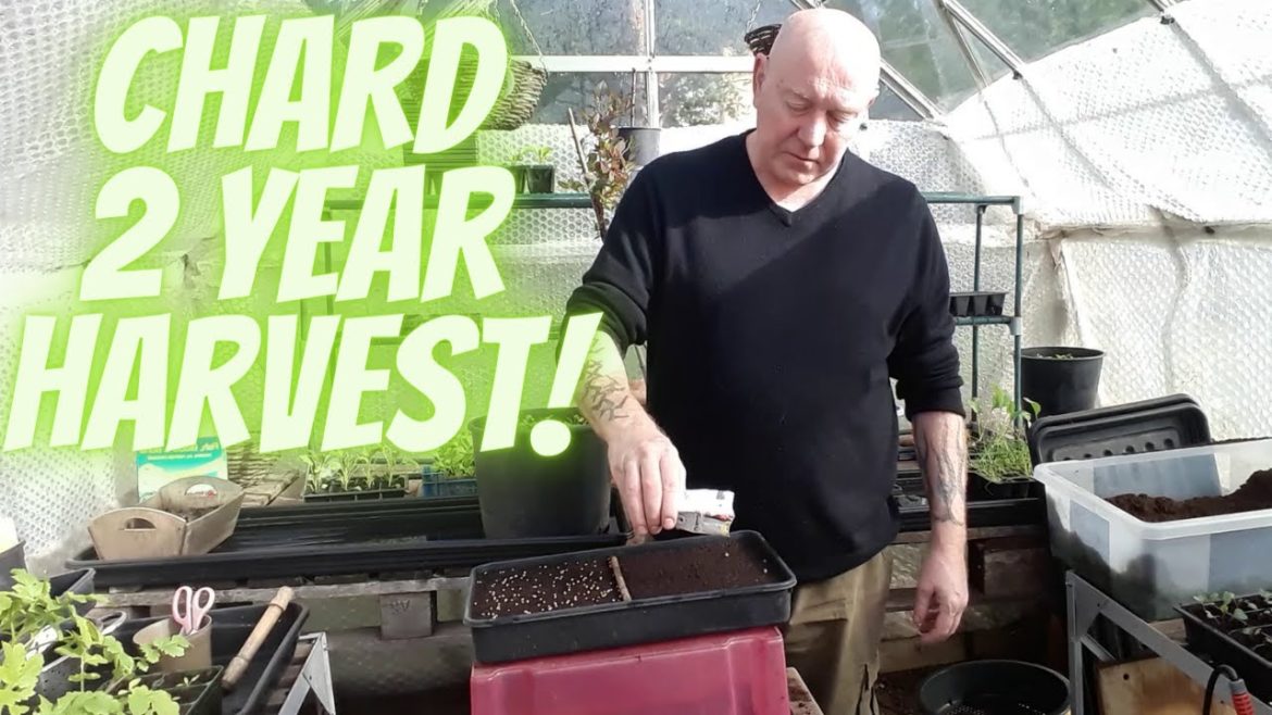 Chard The 2 Year Harvest [Gardening Allotment UK] [Grow Vegetables At Home ]