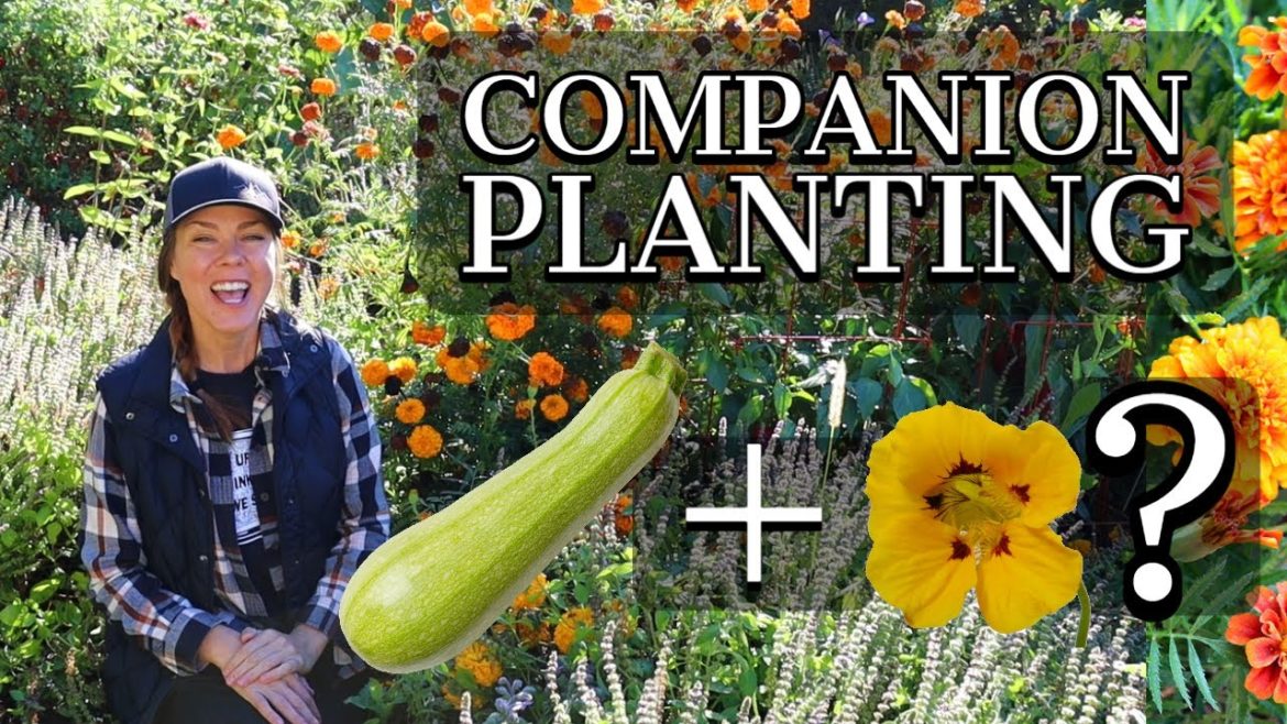Companion Plants in the Garden + My Favorite Annuals Companion Plants in the Garden + My Favorite Annuals
