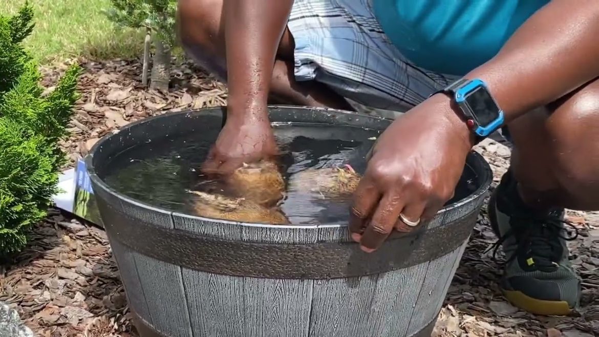 Creating A Water Container Garden // May 2022 Creating A Water Container Garden // May 2022