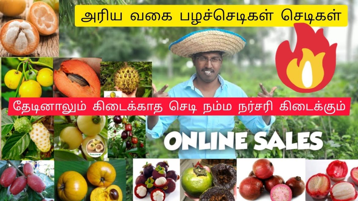 EXOTIC FRUIT PLANTS ONLINE SALES | RARE FRUITS NURSERY #exotic #nursery #plants#garden #kps nursery