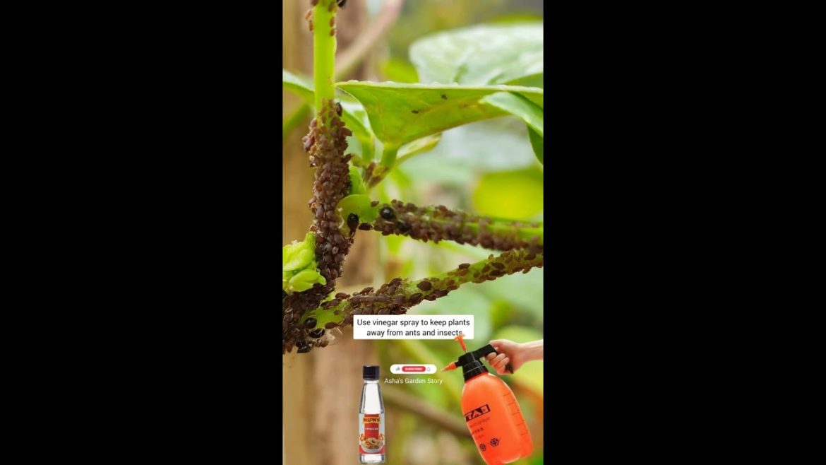 Way To Keep Pests & Insects Away From Plants|कीड़े और मकोडे से छुटकारा पाये|#ashasgardenstory#shorts
