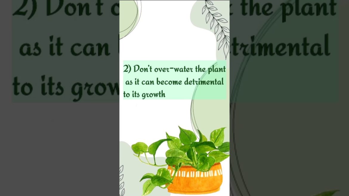6 tips for Money plants healthy growth #indoorplants #gardening
