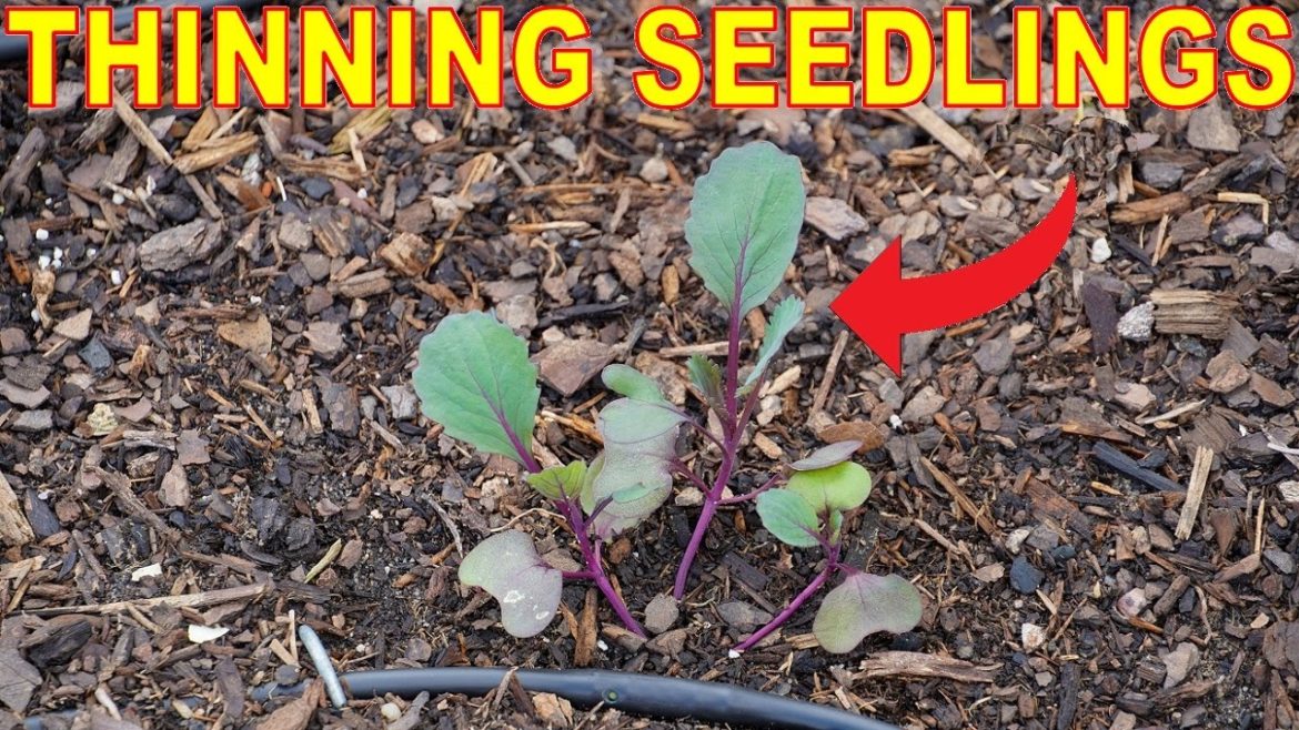How To Thin Seedlings For BIGGER Harvests! How To Thin Seedlings For BIGGER Harvests!