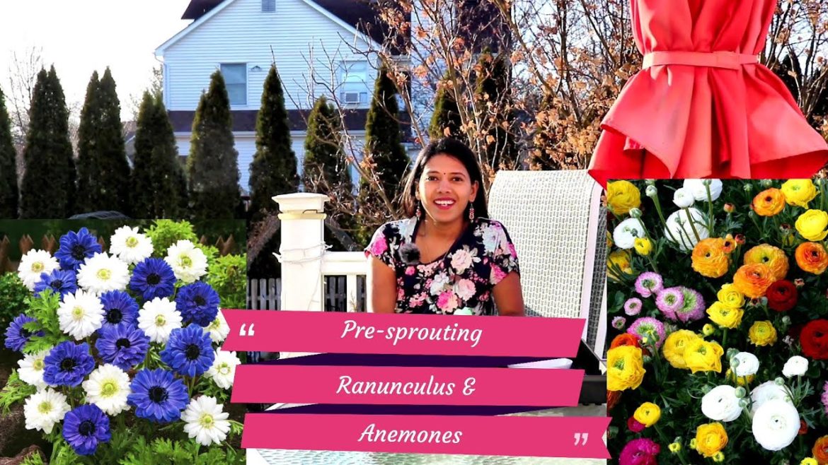 Pre-sprouting Ranunculus and Anemone | Backyard Garden Highlights