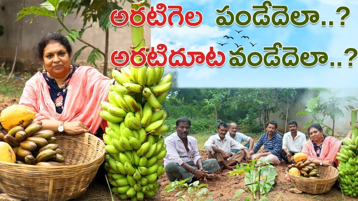 అరటిగెల ....  పండేదెలా ..? | Banana Harvest | Popaya Harvest | Gardening