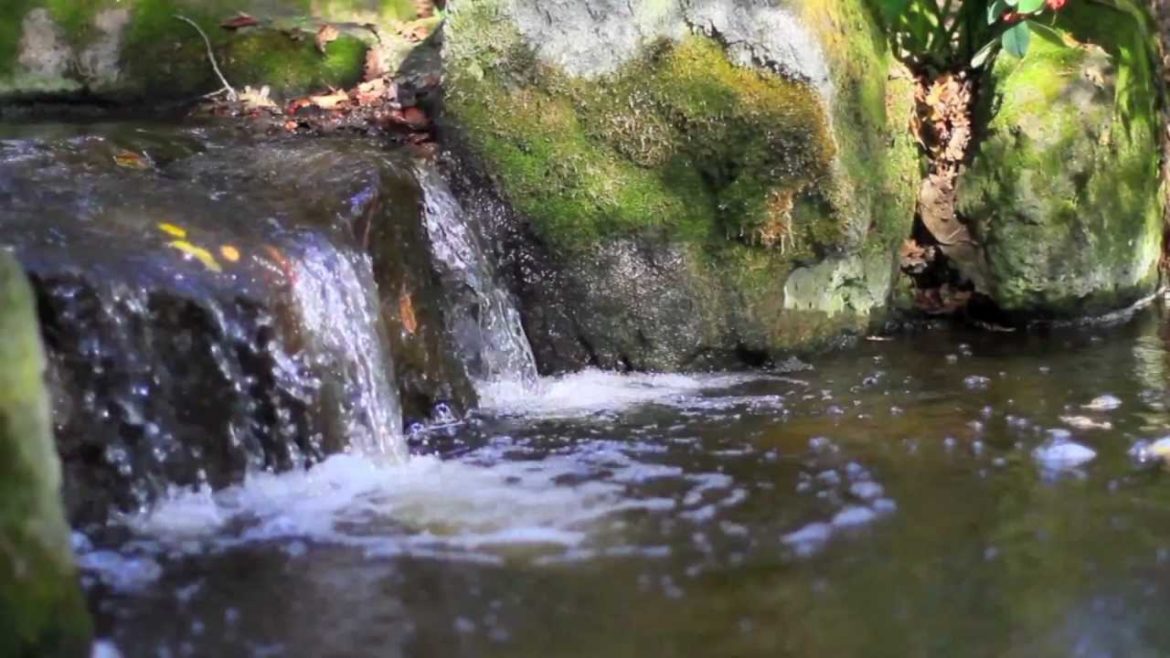Micke Grove Park - Japanese Garden
