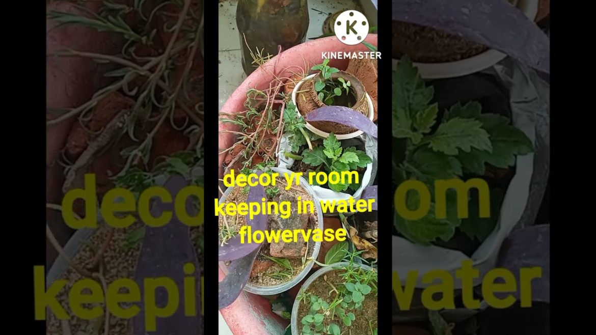 gardening hacks gardening idea gardening tips gardening beautify growing purple heart plants#shorts