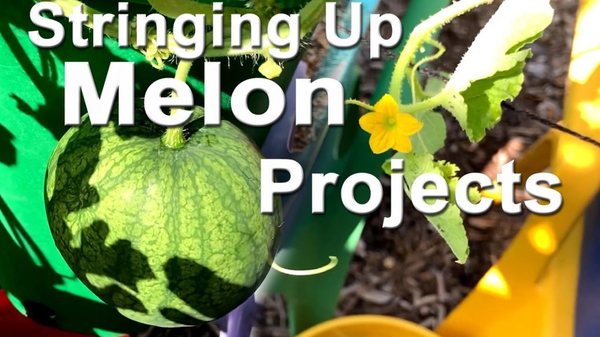Growing Watermelon & Korean Melon Golden Chamoe Stringing Vines in Container Garden & Small Space Growing Watermelon & Korean Melon Golden Chamoe Stringing Vines in Container Garden & Small Space