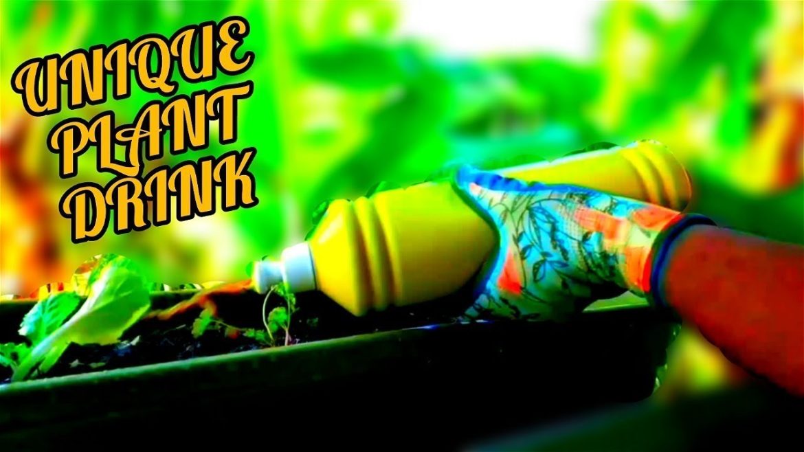 The Unique Manure Plant Drink | #gardeningthroughthewindow