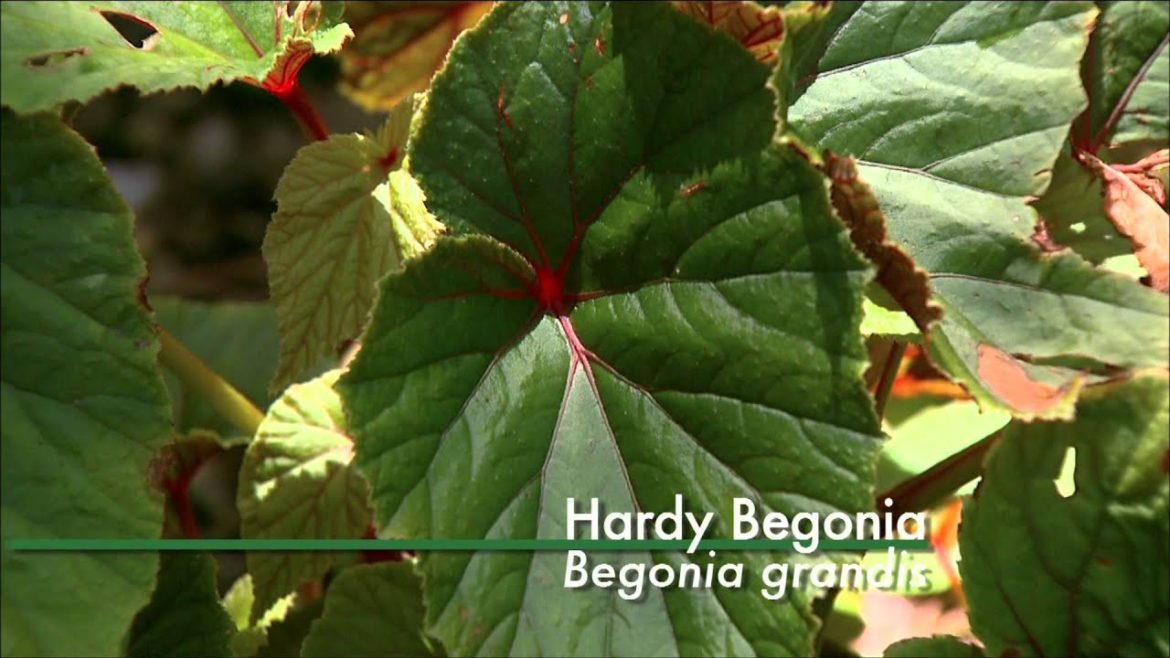 Common Plants in Japanese and Oklahoma Landscapes