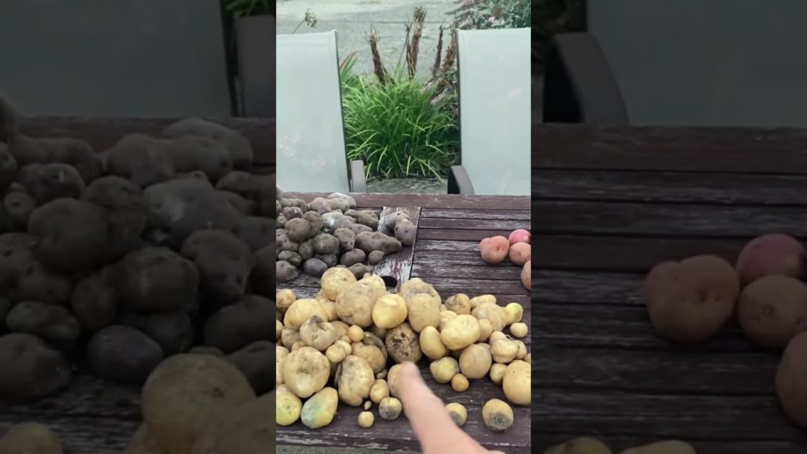Potato harvest from backyard garden