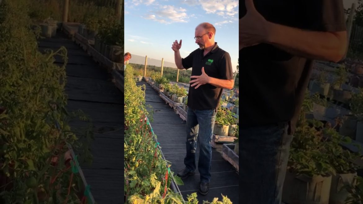 Container Gardening Irrigation with Float Valves