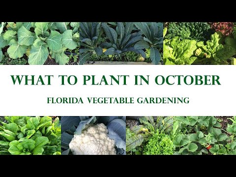 What To Plant In Your Florida Vegetable Garden In October (Updated Fall 2022) What To Plant In Your Florida Vegetable Garden In October (Updated Fall 2022)