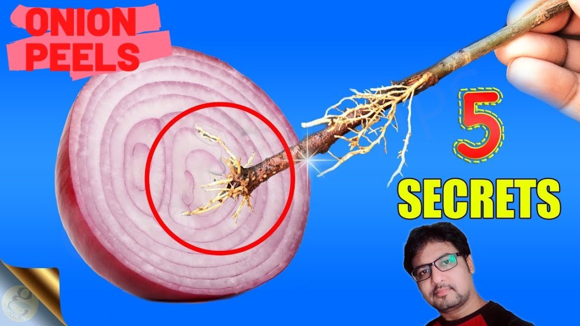 5 MIRACLES OF ONION PEELS IN GARDENING-By GARDEN TIPS TELUGU